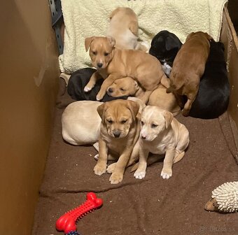 Šteniatka krížené Staford-Labrador - 7