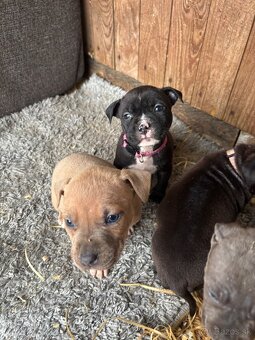 Americký stafordsirsky terier, Stafford, amstaf - 7