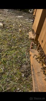 Predám včely s úľmi aj celou výbavou - 7