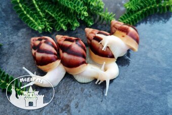 Africké slimáky Lissachatina fulica / Terárium gekón škrečka - 7