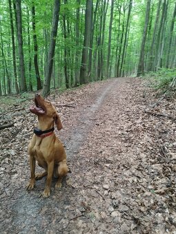 Maďarska Vizsla ( Vyžla ) Fenka - 7