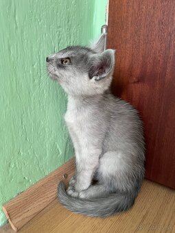 1/2 Mainská mývalia mačka/kocúr (Maine Coon) - 7