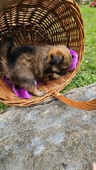 Pomeranian - 7