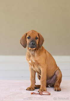 Rhodesian Ridgeback šteniatka s PP IHNEĎ K ODBERU - 7