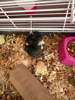 Škrečkovia samci - 7