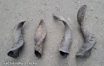 Trofeje, rohy 25-70cm - 7