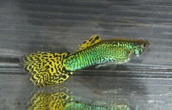 Spoločenské rybky - 7