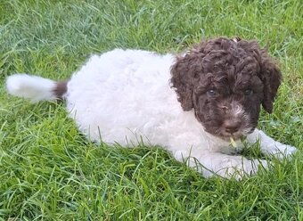 Lagotto romagnolo - pejsek - 7