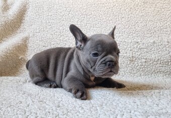 Francúzsky buldoček - 7