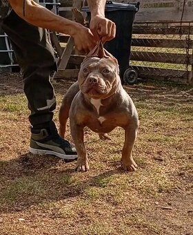 American bully pocket - 7
