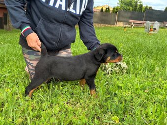 Rottweiler, rtw, rotvajler - 7