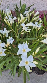Ponúkam oleander - 7
