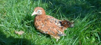 Sliepočky liliputiek - 7