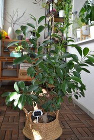 Ficus ginseng 10-15 cm - 7