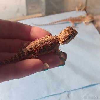 Agama bradatá - 7
