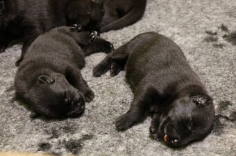 Nemecký ovčiak  s PP - 7