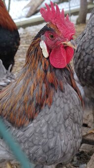 Predam kohuta kohutov - 7