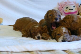 Mini goldendoodle - 7