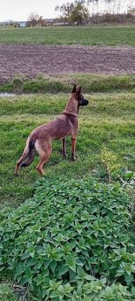 Belgický ovčiak - 7