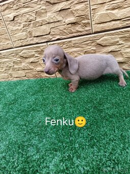 Jazvecìk trpaslici - 7