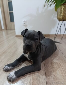Cane Corso - 7