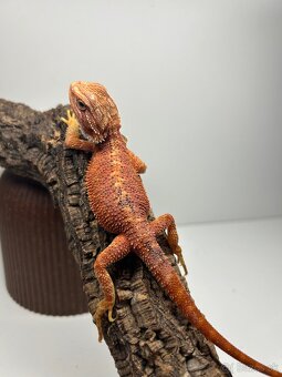 Agama bradatá - samice - 7