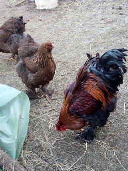 Brahmanka jarabičie NV - 7