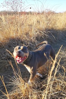 Americký stafordšírsky terier - krytie - 7