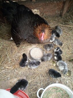 Kvôčka marans s kuriatkami - 7