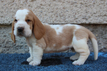 Basset hound - šteniatka s PP po importovaných rodičoch - 7