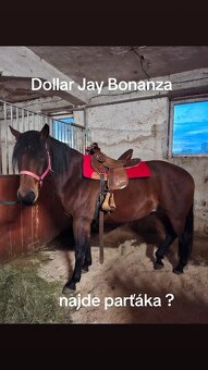 Valach paint , 8 let - 7