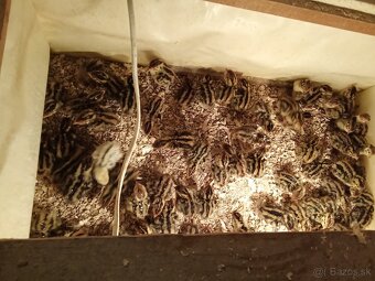 Japonske prepelice - 7