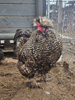 Hodvábničky kohútikovia - 7