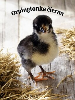 Kuriatka ORPINGTONKA ČIERNA - 7