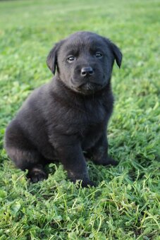Šteniatka labradora k rezervácii - 7