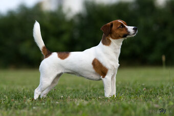 štěňata Jack Russell teriéra s PP - 7