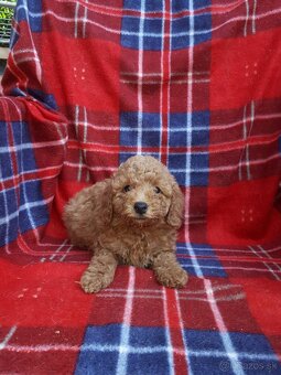 Maltipoo - 7