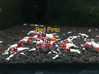 PREMIUM AKVA KREVETKY Caridina a Neocaridina - Odchovy - 7