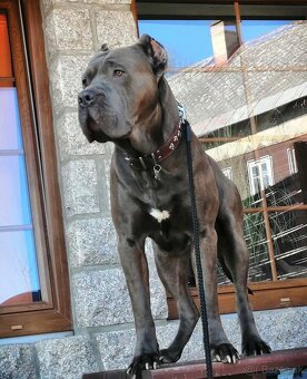 Bandog - 7