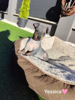 Americký bezsrstý teriér- šteniatka - 7