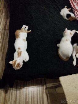 3 mesačné mačiatka - 7