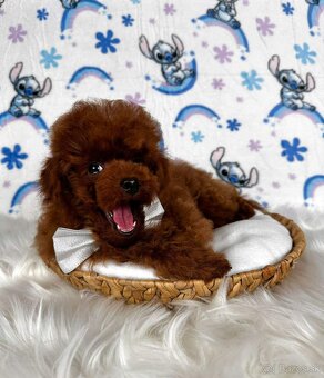 Pudel toy/Pudlík toy - red brown psíček - 7