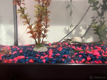 predám gubky a prisavníkov - 7