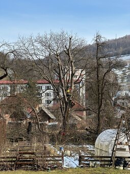 Výrub rizikových stromov - 7