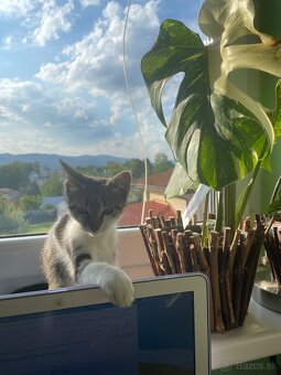 1/2 Mainská mývalia mačka/kocúr (Maine Coon) - 7