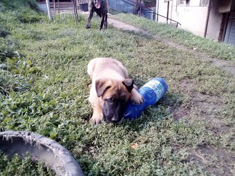 Belgický ovčiak-malinois bez PP - 7