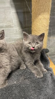 Britský Kocurik - 7