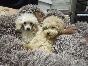 Pudel trpasličí - 7