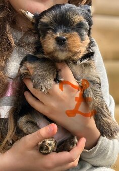 Yorkshire terrier s PP - 7