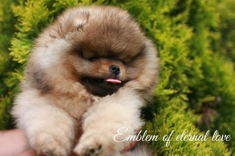 Pomeranian FCI - 7